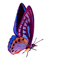 butterfly